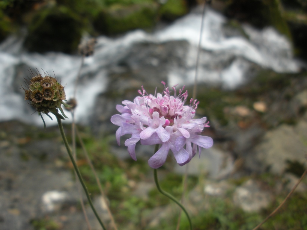 Scabiosa uniseta ?